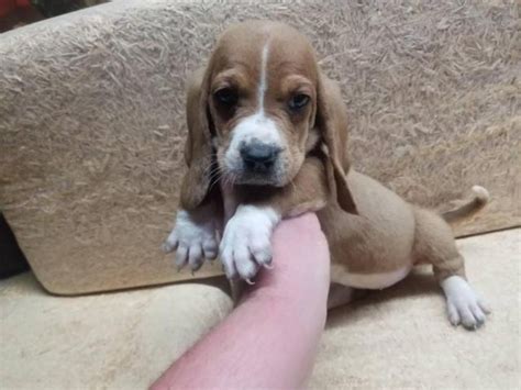 Basset Hound puppies for sale! The Basset Hound is a wonderful hunting and companion breed and fits well in most family settings. 